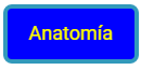 anatomia